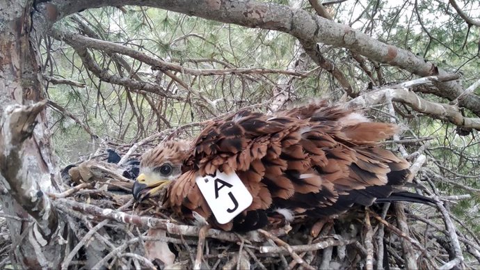 Ejemplar de milano real criado en Mallorca y trasladado a la Sierra de Cazorla, Segura y las Villas.