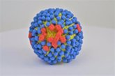 Foto: Cómo el virus de la gripe 'hackea' nuestras células