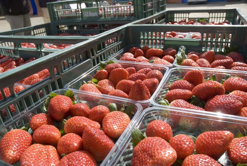 Cajas de fresas.