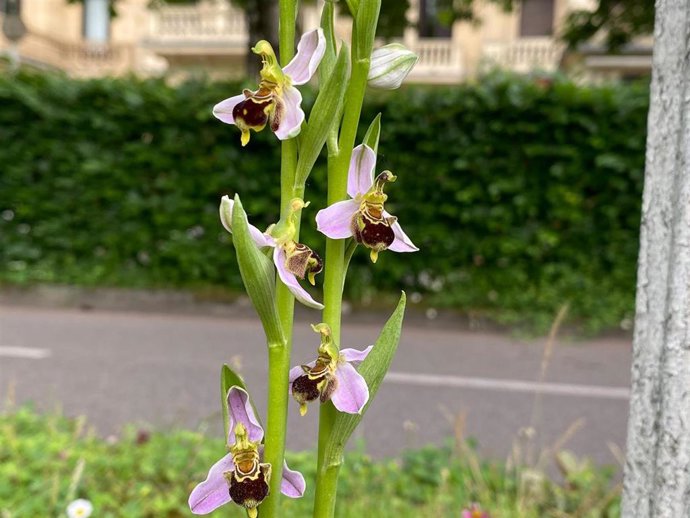 Orquídea en un jardín de San Sebastián