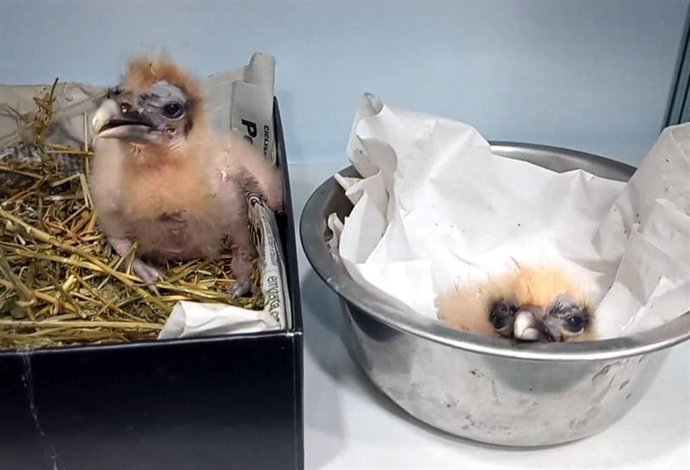 Pollos de alimoche nacidos en el Zoo de Jerez.