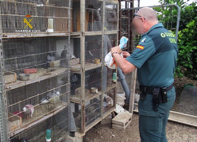 Un agente de la Guardia Civil, durante la investigación