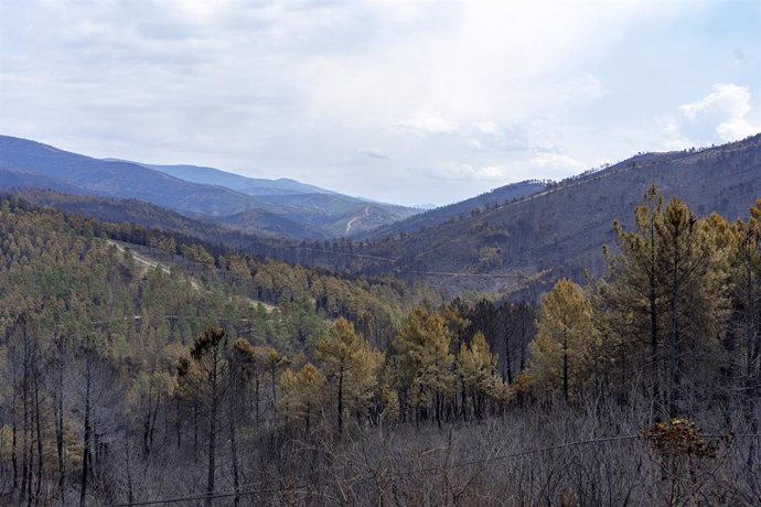 Bosque calcinado por el incendio forestal en Las Hurdes