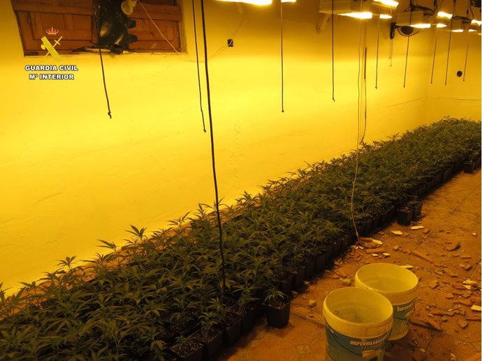 Cinc detinguts i desmantellades dos plantacions de marihuana a Villena amb més de 500 plantes