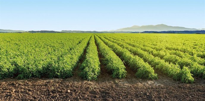 Campo de tomates.