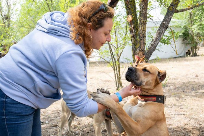 Una persona con perros durante el Festival de Campo en el hipódromo de la Zarzuela, a 24 de mayo de 2023, en Madrid (España). El Festival de Campo cuenta con una amplia oferta gastronómica con actividades como la Ruta del vino, Paseo de la manzanilla y 