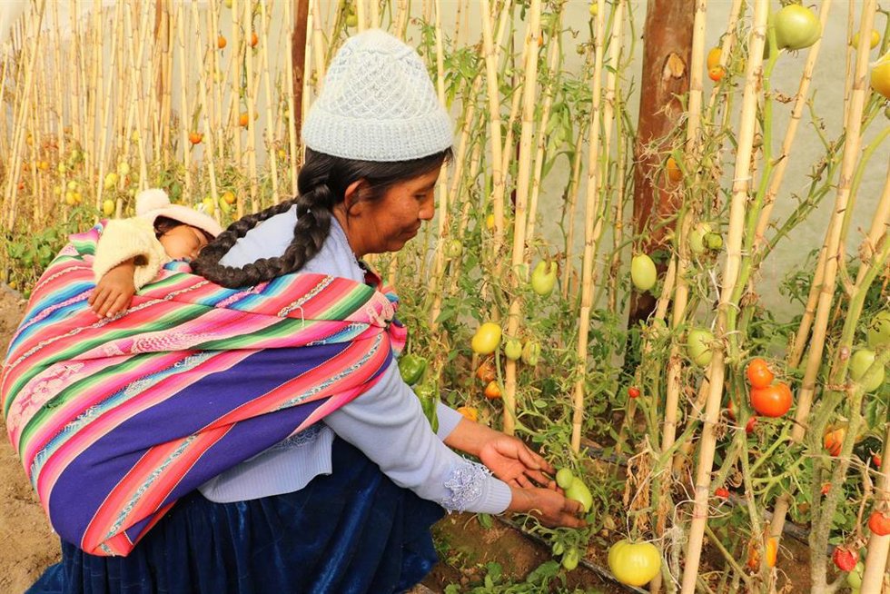 Una mujer recoge tomates en Bolivia.