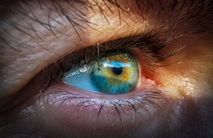 Investigadores del CSIC revelan la resiliencia en la red genética que sustenta la formación del ojo.