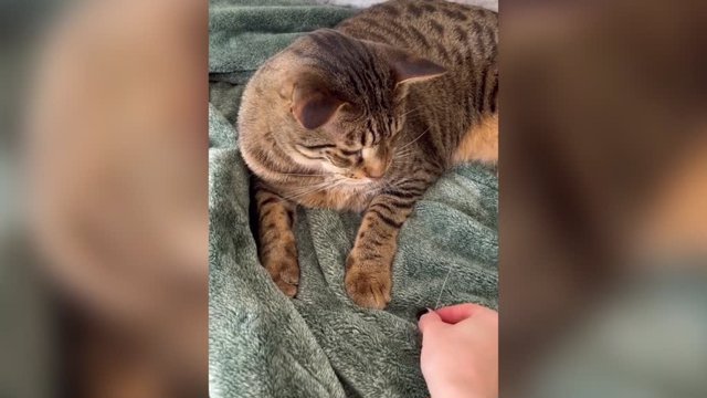 El curioso hobby de esta amante de los gatos: colecciona los bigotes que se le caen a su amigo felino