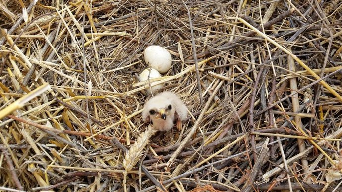 Imagen de un nido de aguilucho.