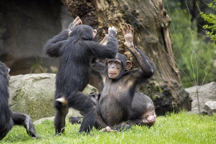 Archivo - Crías de chimpancé