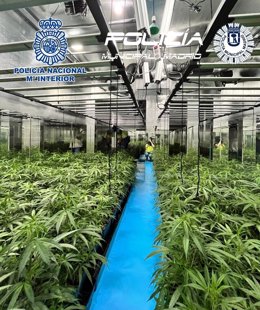 Dos detenidos y desmantelado un cultivo con 356 plantas de marihuana en una casa de Ciudad Lineal