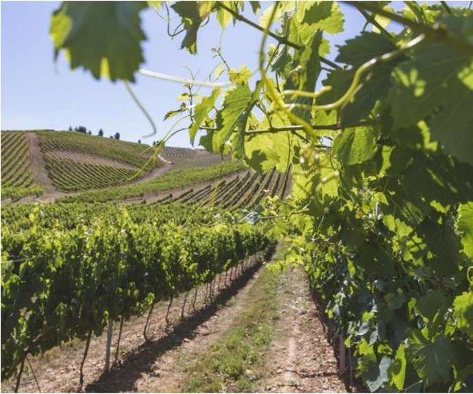 Viñedos de Bodegas Emilio Moro en El Bierzo.