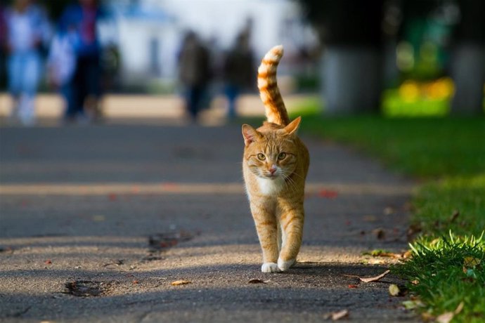 Un gato por la calle.