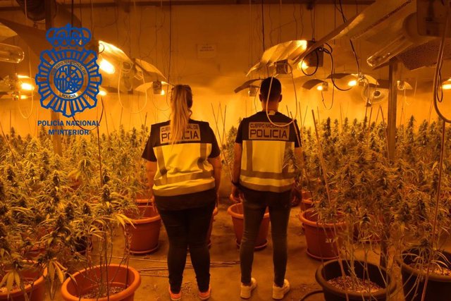 La Policía Nacional desmantela una plantación "indoor" de marihuana en Cabanillas del Campo.