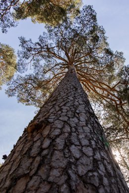 Archivo - Ejemplar de pino de explotación maderera, en el Valle de la Angostura, en el Pinar de los Belgas, a 7 de abril de 2022, en Madrid (España). El Pinar de los Belgas es un bosque con una extensión de 2.016 hectáreas situado entre el Valle del Loz