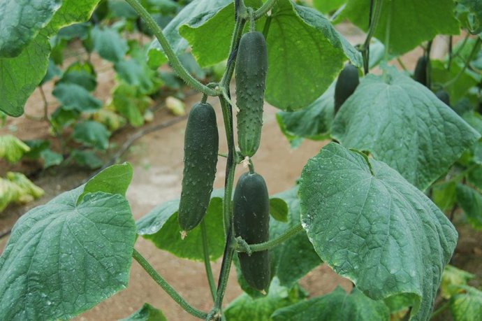 Pepino cultivado bajo plástico