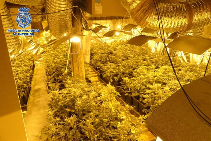 La Policía Nacional ha detenido a un joven, tras desmantelar una plantación ilegal de marihuana en Álava