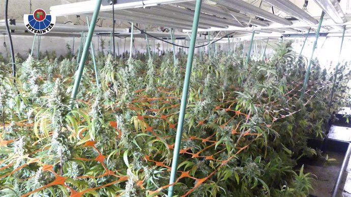 Plantación de marihuana desmantelada en Barakaldo (Bizkaia)