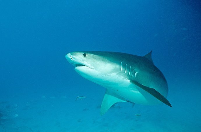 Archivo -    Siete hombres salieron de pesca en una barca cuando cerca de la costa de Veracruz decidieron pescar un tiburón tigre. Después de tirar de el ejemplar hacia la embarcación, uno de los hombres sacó una pistola y le disparó hasta cuatro veces. L