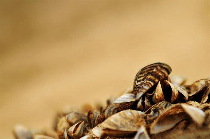 Archivo - Ejemplares de mejillón cebra