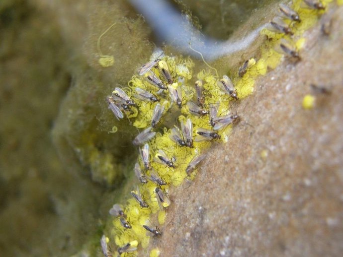 Grupo de quironómidos en la naturaleza.
