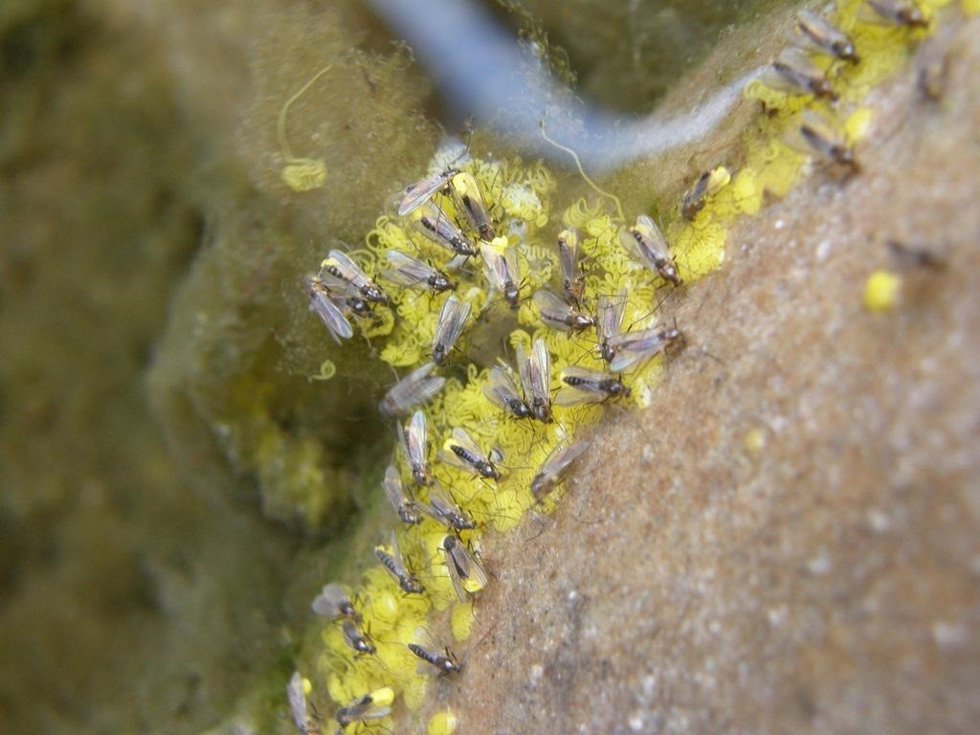 Grupo de quironómidos en la naturaleza.