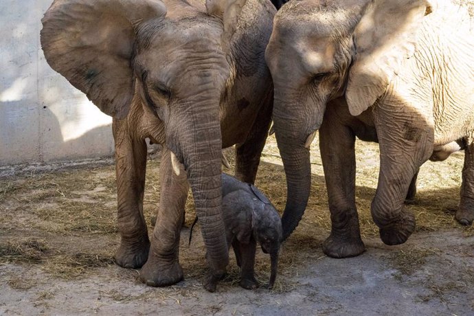 Archivo - La cría de elefante recién nacida en Bioparc
