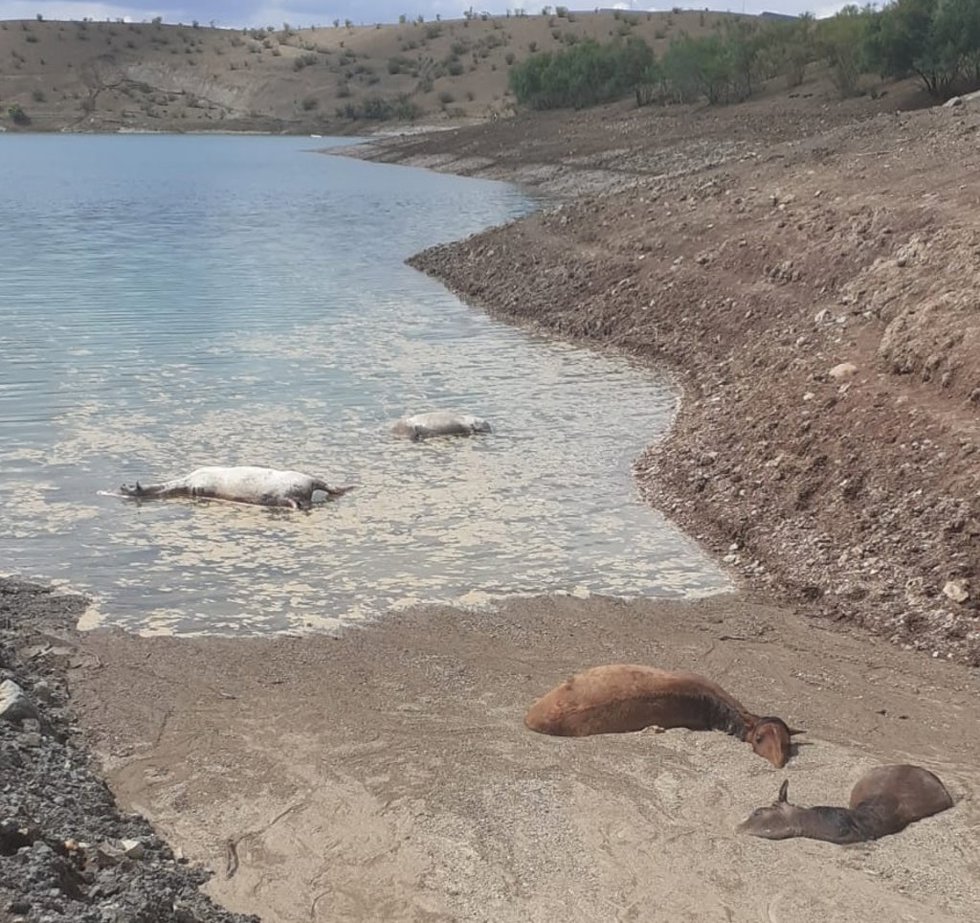 Caballos muertos por supuesto ahogamiento en Belmez.