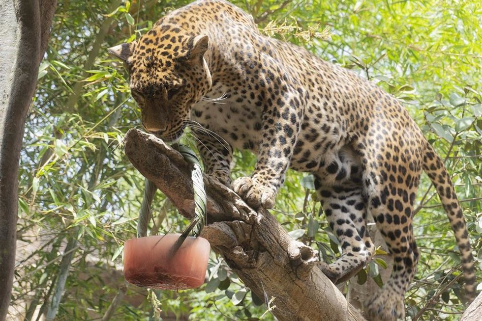 Archivo - Bioparc Fuengirola invita a descubrir la naturaleza este verano a través de 'Encuentros con Cuidadores'