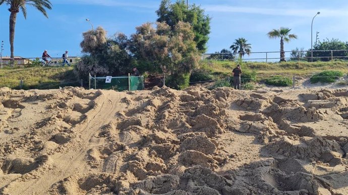 Punto de la playa de Can Pere Antoni de Palma donde ha nidificado la tortuga marina.