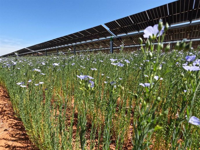 Planta renovable de Endesa en Andalucía