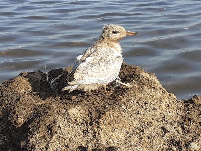 Archivo - Imagen de archivo de un charrán común 