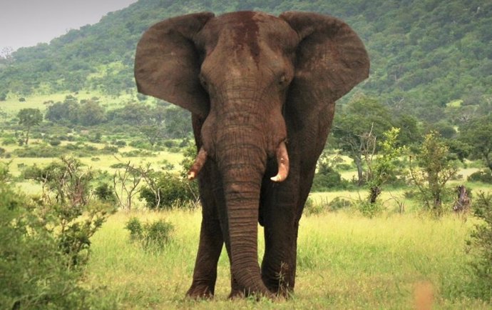 Elefante africano,