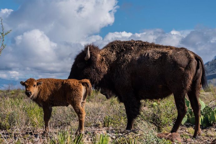 Logra Cemex primer ciclo de reproducción de bisontes  en su Reserva Natural El Carmen