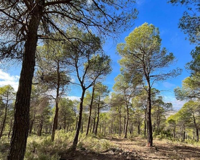 Parque Natural de Sierra María-Los Vélez (Almería).