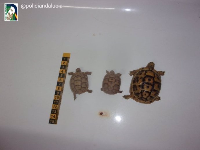 Tres tortugas moras localizadas en una maleta en el Puerto de Almería.