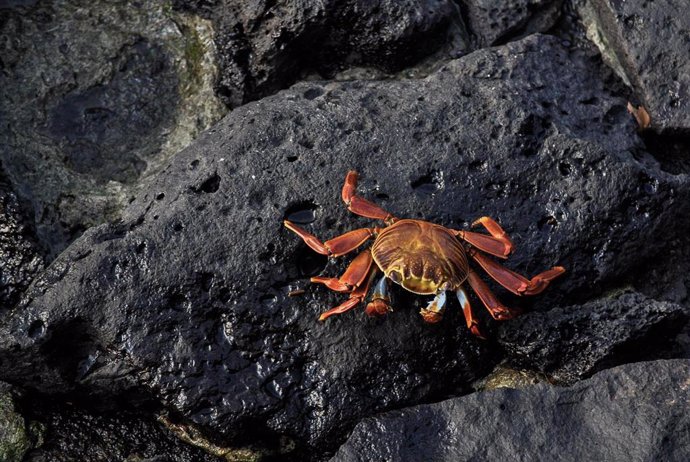 Archivo - Un cangrejo rojo en las Islas Galápagos, Ecuador