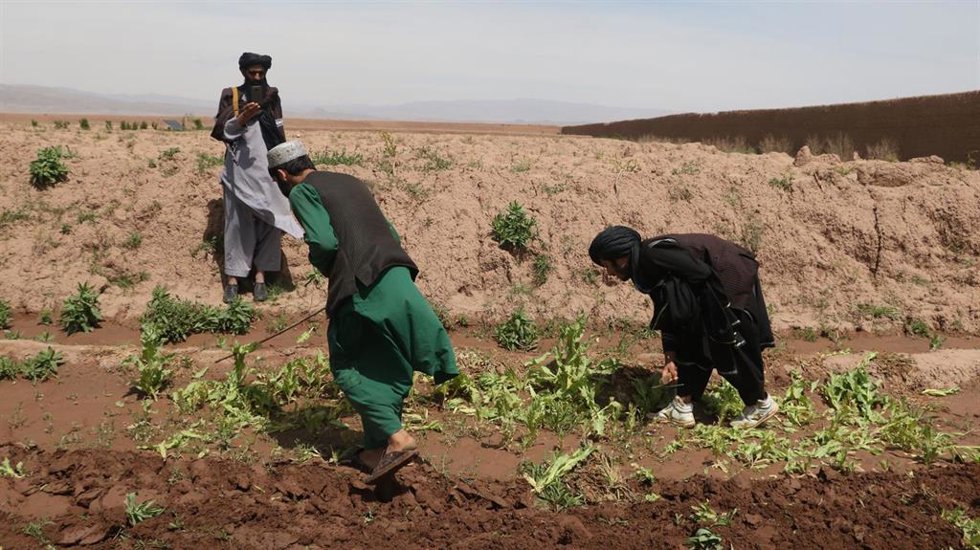 Archivo - Un grupo de miembros de las fuerzas de seguridad de los talibán durante la destrucción de un campo de amapola en la provincia de Herat, en el noroeste de Afganistán
