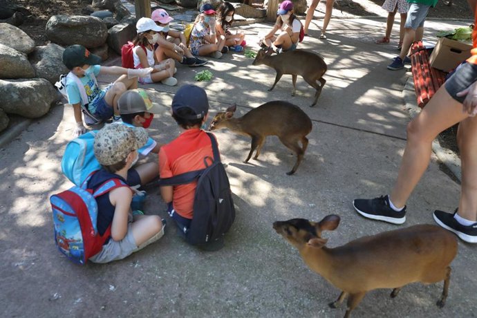Archivo - Varios niños dan de comer lechuga a muntjacs en Faunia, durante el inicio de un campamento de verano, en Madrid (España)