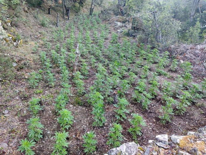 A prisión tres hombres por presuntamente cultivar marihuana en el bosque de Prades (Tarragona)