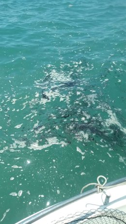 Actúan en la playa de El Dedo y La Araña de Málaga capital por una mancha de origen desconocido en altamar