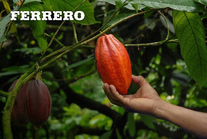 Ferrero presenta su último informe anual de la Iniciativa Cacao y Forestas (CFI)