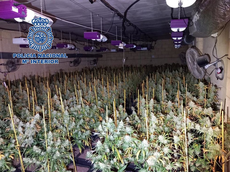 Uno de los cultivos de marihuana desmantelados a una banda dedicada a robar droga a otros narcotraficantes.