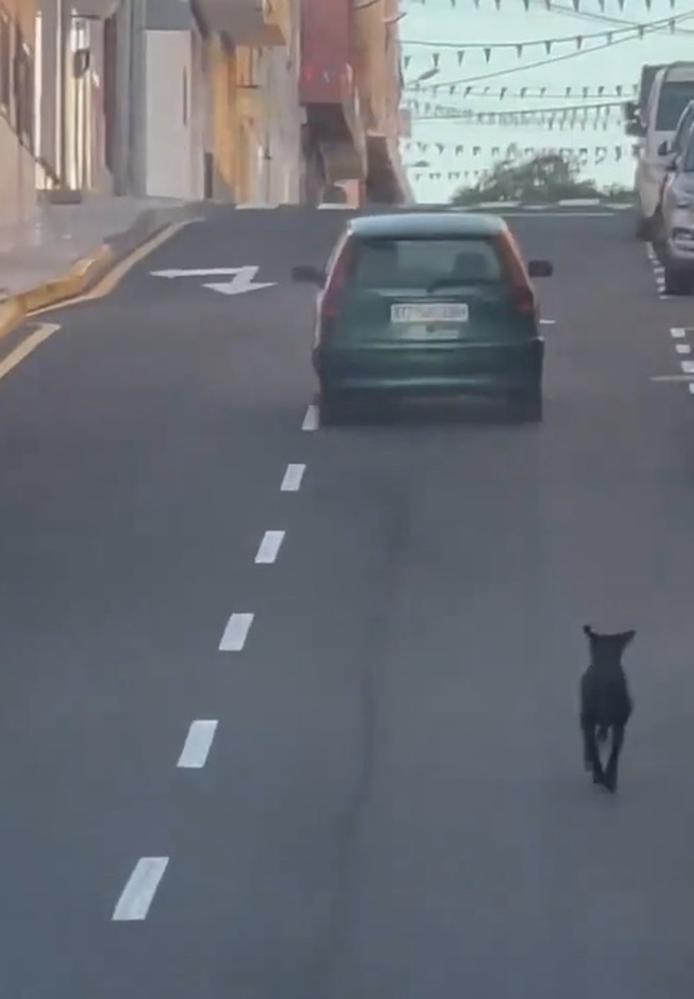 PACMA denuncia el intento de abandono de un perro en el municipio de Granadilla de Abona a primera hora del sábado