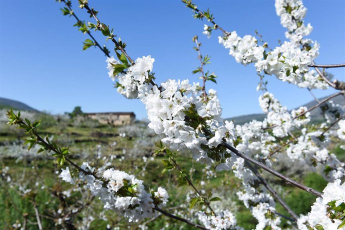 Archivo - Varios árboles de cerezo en la floración de los cerezos, en el Valle del Jerte, a 4 de abril de 2023, en Cáceres, Extremadura (España). El cerezo en flor anuncia la llegada de la primavera tiñendo de blanco el paisaje cacereño, aunque su flora