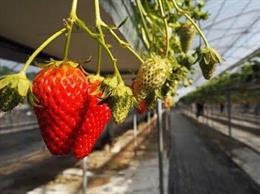 Archivo - Imagen de un campo de fresas.