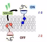 Foto: Investigadores españoles diseñan nuevos compuestos para el transporte de biomoléculas al interior celular mediante luz