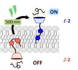 Investigadores de la USC diseñan nuevos compuestos para el transporte de biomoléculas al interior celular mediante luz