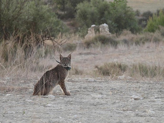 Lince fallecido